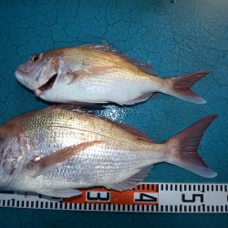 アジアマリンサービス 釣果