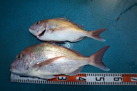 アジアマリンサービス 釣果