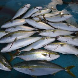 アジアマリンサービス 釣果