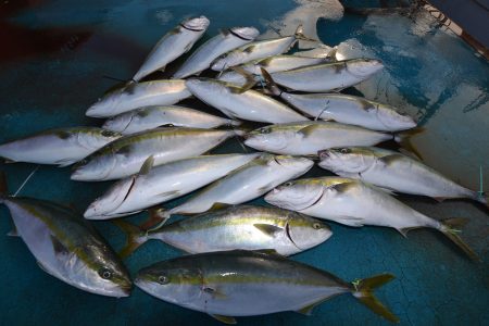 アジアマリンサービス 釣果