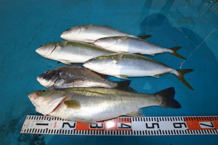 アジアマリンサービス 釣果