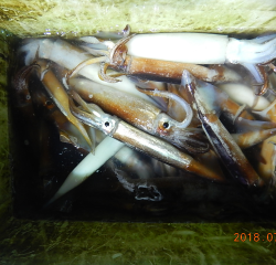 作十丸 釣果
