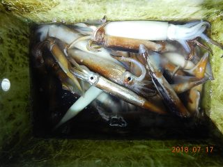 作十丸 釣果