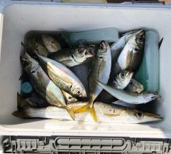 THESEAMAN(ザシーマン) 釣果