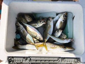 THESEAMAN(ザシーマン) 釣果