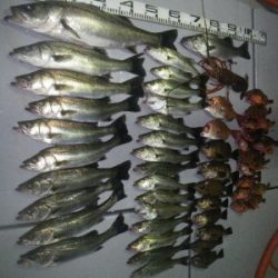 磯部釣船 直栄丸 釣果