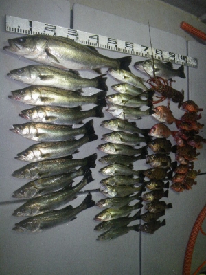 磯部釣船 直栄丸 釣果