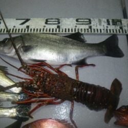 磯部釣船 直栄丸 釣果