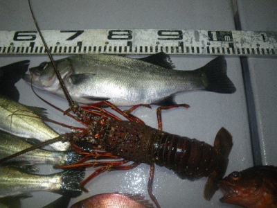 磯部釣船 直栄丸 釣果