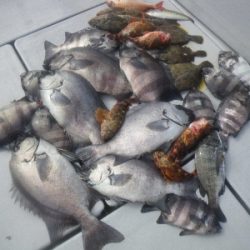 磯部釣船 直栄丸 釣果