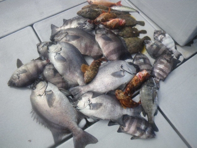 磯部釣船 直栄丸 釣果