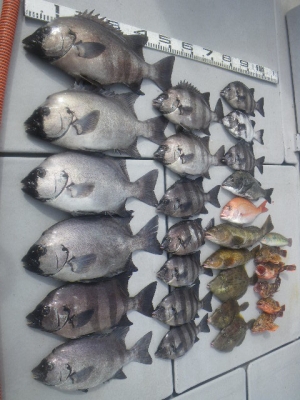 磯部釣船 直栄丸 釣果