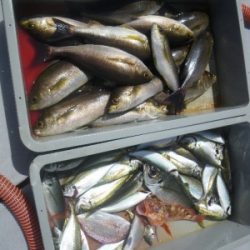 磯部釣船 直栄丸 釣果