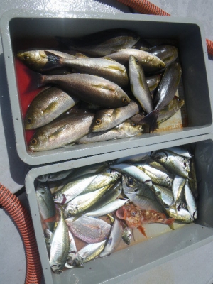 磯部釣船 直栄丸 釣果