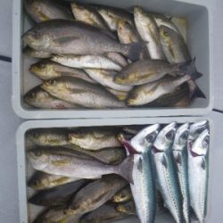 磯部釣船 直栄丸 釣果