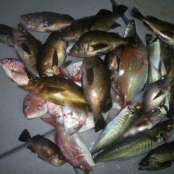 磯部釣船 直栄丸 釣果