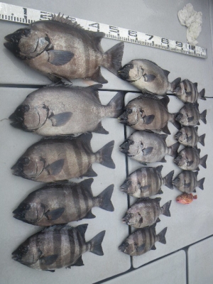 磯部釣船 直栄丸 釣果