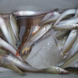 磯部釣船 直栄丸 釣果