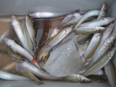 磯部釣船 直栄丸 釣果