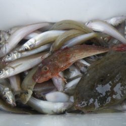 磯部釣船 直栄丸 釣果