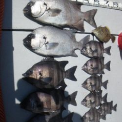 磯部釣船 直栄丸 釣果