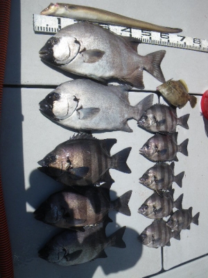 磯部釣船 直栄丸 釣果