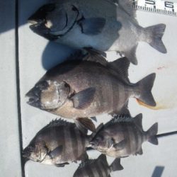 磯部釣船 直栄丸 釣果