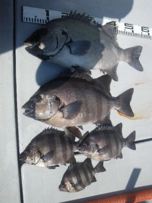 磯部釣船 直栄丸 釣果