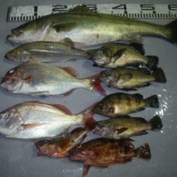 磯部釣船 直栄丸 釣果