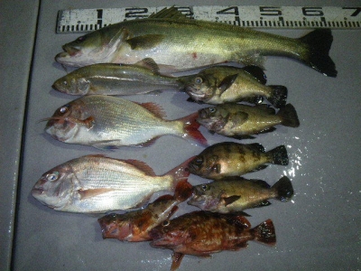 磯部釣船 直栄丸 釣果