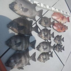 磯部釣船 直栄丸 釣果