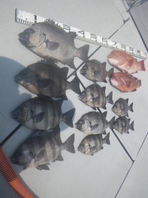 磯部釣船 直栄丸 釣果