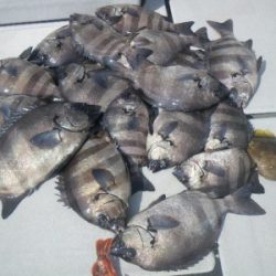 磯部釣船 直栄丸 釣果