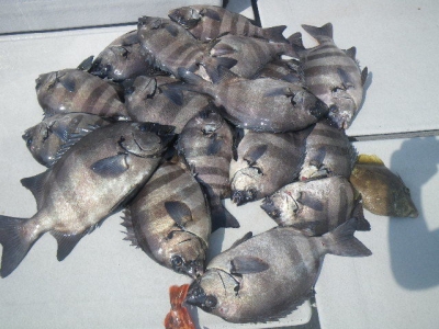 磯部釣船 直栄丸 釣果