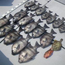 磯部釣船 直栄丸 釣果