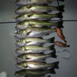 磯部釣船 直栄丸 釣果