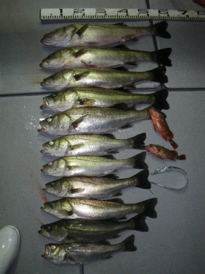 磯部釣船 直栄丸 釣果