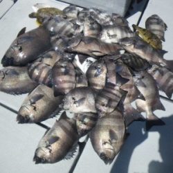 磯部釣船 直栄丸 釣果