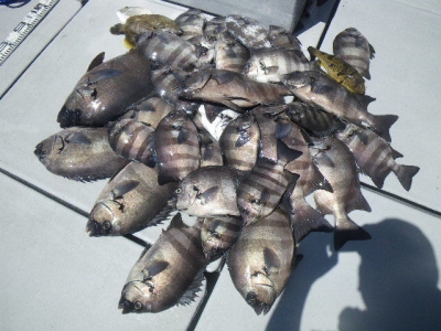 磯部釣船 直栄丸 釣果