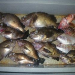磯部釣船 直栄丸 釣果