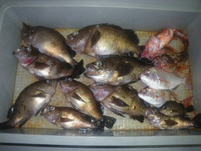 磯部釣船 直栄丸 釣果