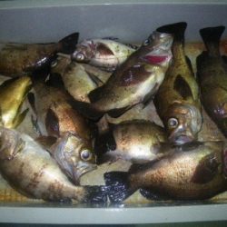 磯部釣船 直栄丸 釣果