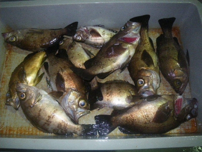 磯部釣船 直栄丸 釣果