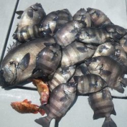 磯部釣船 直栄丸 釣果