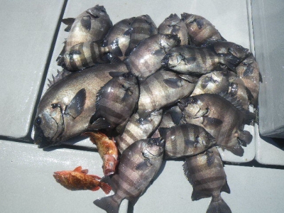 磯部釣船 直栄丸 釣果