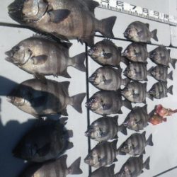 磯部釣船 直栄丸 釣果