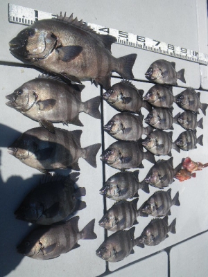 磯部釣船 直栄丸 釣果