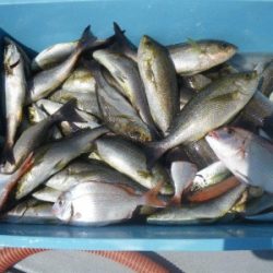 磯部釣船 直栄丸 釣果