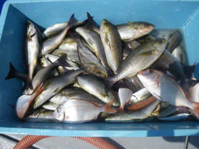 磯部釣船 直栄丸 釣果