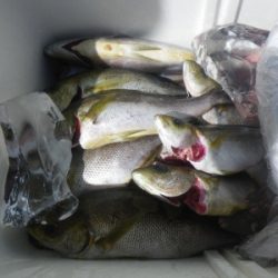 磯部釣船 直栄丸 釣果